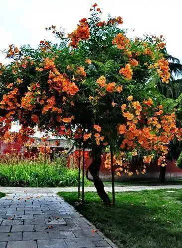 舒婷致橡树凌霄花比喻是否欠妥洛阳凌霄花树独立旁无所依