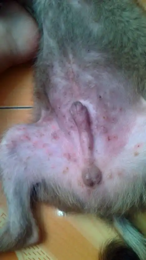 急急急,狗狗这是湿疹还是什么啊?有什么处理办法吗?