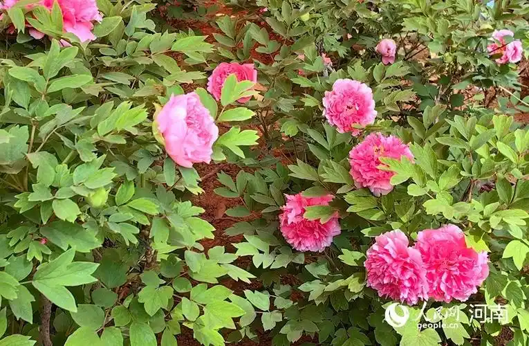 国色天香!河南洛阳牡丹花开