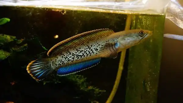 幻彩蓝宝石雷龙鱼幻红酒红血斑一型阿萨姆奶茶鬼王巴卡七彩彩虹鱼