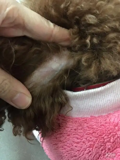 大家帮我看看,耳朵背上脱毛,有皮屑,有的