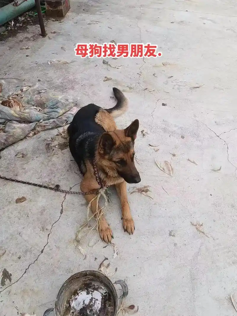 想找个公德牧配可以给一个小狗.#狗是人类最忠诚的朋 - 抖音