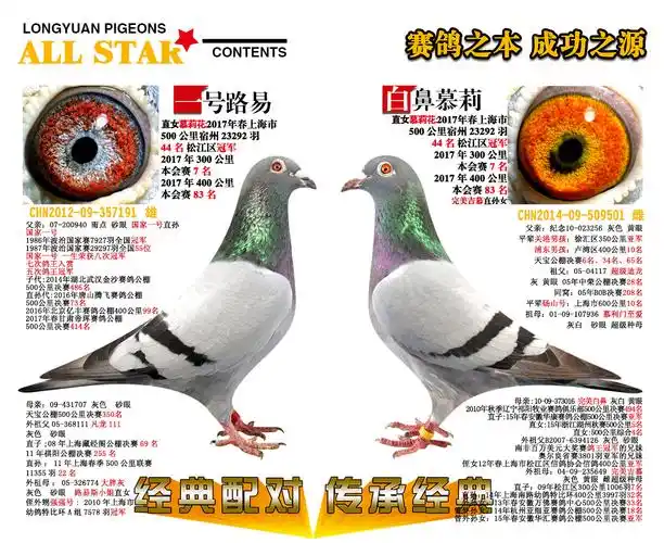 慕利门经典配对_上海龙园-中信网爱鸽商城