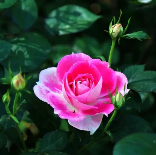 欣赏:鲜艳的玫瑰花