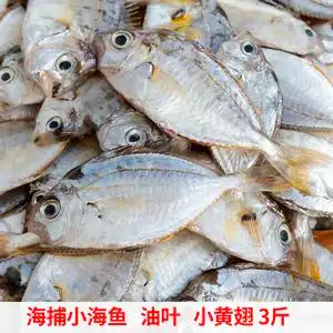 油叶鱼金钱花福建海捕新鲜小海鱼煲汤鲜美树叶仔金钱鱼花令仔包邮